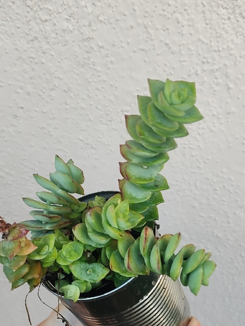Green Succulent Plant in Silver Tin Planter - Unbranded - Picture 4 of 6